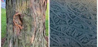 15 реально существующих чудес, которые похожи на плод воображения (16 фото)