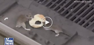 Крысы и половина бублика