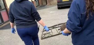 Hedgehog stuck in a gate brought to vet along with the gate (2 photos + 1 video)