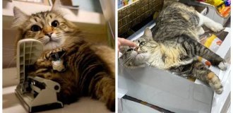 25 cats who discovered a new hobby and succeeded in it (26 photos)