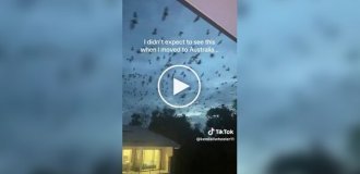 Австралия снова удивляет: тысячи летучих мышей заполонили небо