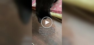 Кошка потеряла свою новую игрушку