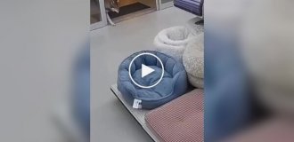 Животные (короткие видео). Выпуск 102