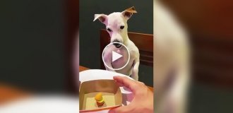 Чем меньше собака, тем больше агрессии