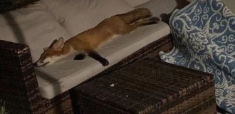 Девушка обнаружила дома неожиданную гостью