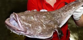 Жуткие обитатели морской бездны (8 фото)