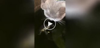 «Пошел вон!»: котейка превратил домик черепахи в личную поилку
