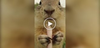 Луговий песик ласує кульбабою