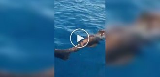 Рыболовы случайно наткнулись на редчайшую глубоководную акулу и сняли ее на видео