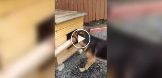 A very interesting activity for dogs