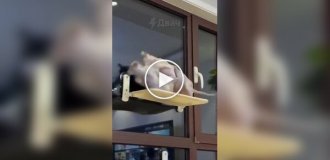 Схватка лысых котов