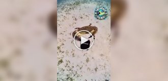 Crab stole diver's camera