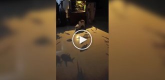 Необычный способ занять пушистого