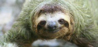 17 удивительных фактов о ленивцах — праздных и великолепных (17 фото)