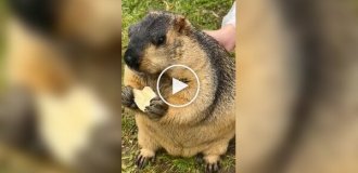 From the life of marmots