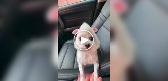 Собаки и их улетные стрижки