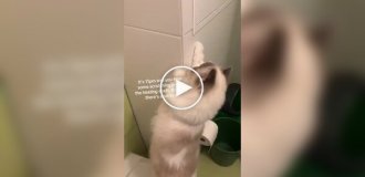 Девушка нашла за стеной живого хомяка