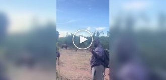 Что делать при встрече с носорогом