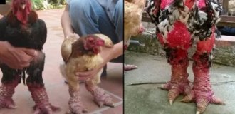 Dragon chicken: why does it cost 2 thousand dollars apiece (6 photos)