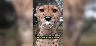 Гепард - лучший питомец
