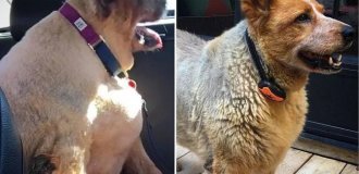 20 Photos of Dogs Before and After They Managed to Lose Weight (21 photos)