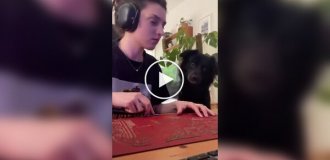 Пес увидел себя на экране телефона