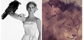 Левова частка Типпі Хедрен: як муза Хічкока проміняла блиск Голлівуду на життя з хижаками (14 фото)