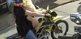 Девушку оштрафовали за то, что она везла собаку на мотоцикле (2 фото + 1 видео)
