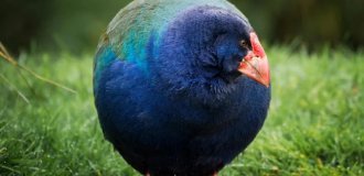 Такахе: її тричі вважали вимерлою, але щоразу птах повертався (8 фото)