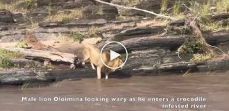 Лев чуть не стал обедом крокодила