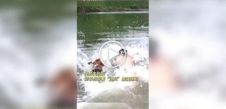 A service dog "changed its mind" about rescuing its trainer in the water during training