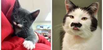 Meowgnats of the animal world: 20 cats that nature has gifted doubly (21 photos)