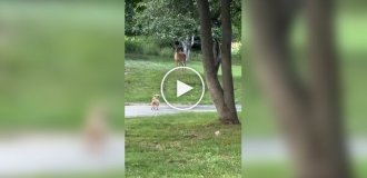 Small dog tries to act tough with a deer but gets scared first