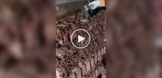 Scorpion farm: where the most expensive animal substance is mined