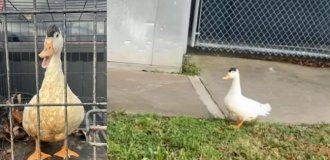 A duck that accidentally got into a prison was “detained” in the USA (3 photos)