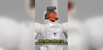 В Китае ученые вырастили мини-мозг и подключили его к роботу