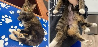 Six-legged cat undergoes surgery in Canada (11 photos)