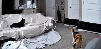 A special cat greets its owner coming home from work