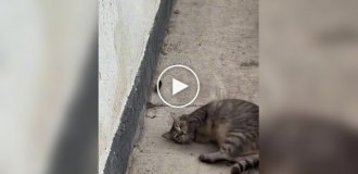 Кот одновременно охотился на мышку и позировал для камеры