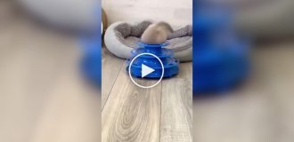 Котенок не понял, что делать с новой игрушкой