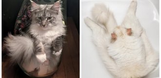 25 фотографий, после которых вы тоже захотите уснуть в коробке (26 фото)