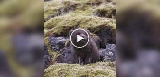 What sounds does a baby arctic fox make