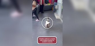 A pelican broke into a store for free snacks
