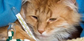 Почему животные не заражаются человеческими болезнями и наоборот? (9 фото)