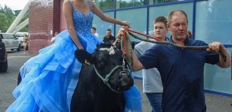 Школьница приехала на выпускной на корове (1 фото + 1 видео)