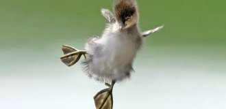 Adorable ducklings take their first jump into the water (11 photos + 1 video)