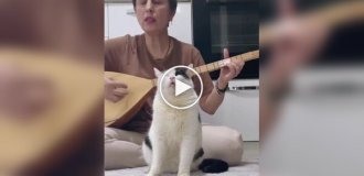 A cat found inner peace