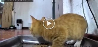 Свежий корм застал котенка врасплох