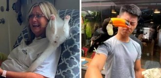 17 фотографий дерзких животных, которые решили показать всем окружающим, кто здесь самый главный (18 фото)