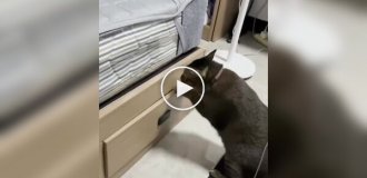 Кот решил не испытывать судьбу